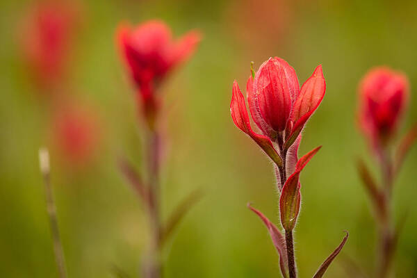 Castilleja Rhexifolia Art Print featuring the photograph Rosy Indian Paintbrush by Teri Virbickis