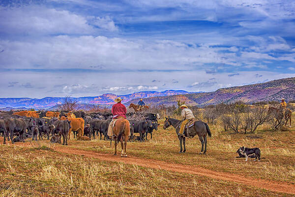 Cattle Roundup Art Print featuring the photograph Rounding Up Cattle In Cornville Arizona by Priscilla Burgers