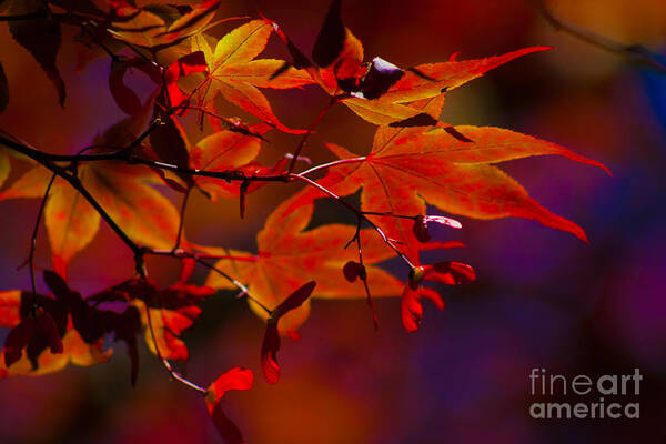 Leaves Art Print featuring the photograph Royal Autumn A by Jennifer Alba