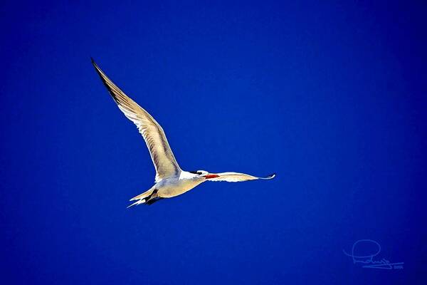 Bird Art Print featuring the photograph Royal Tern 2 by Ludwig Keck