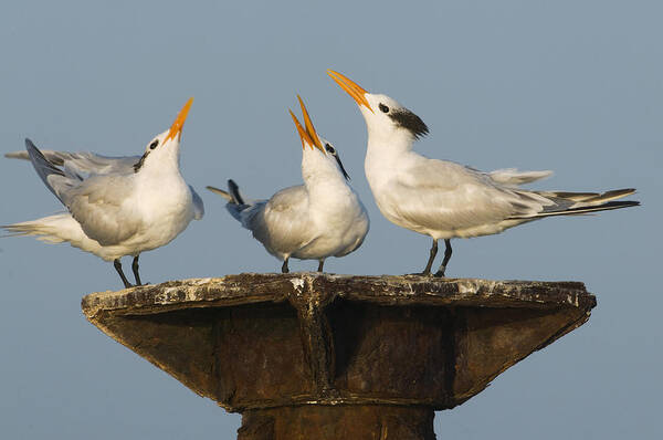 Feb0514 Art Print featuring the photograph Royal Tern Trio Displaying Dominican by Kevin Schafer