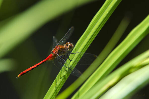 Dragonfly Art Print featuring the photograph Ruby Meadowhawk Dragonfly On Green Grass by Christina Rollo