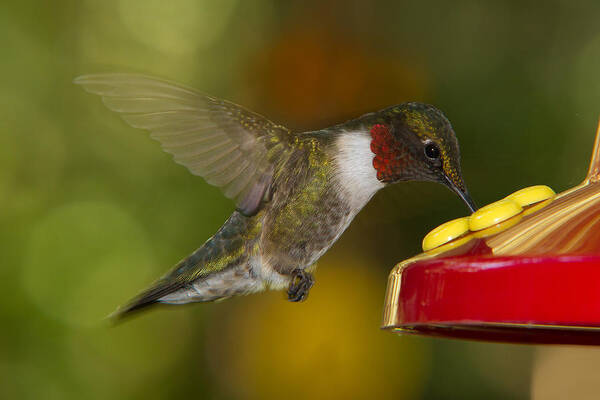 Ruby-throat Art Print featuring the photograph Ruby-Throat Hummer Sipping by Robert L Jackson
