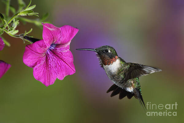 Ruby-throated Art Print featuring the photograph Ruby-throated Hummingbird - D004190 by Daniel Dempster