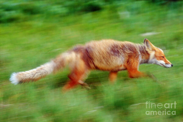 Red Fox Art Print featuring the photograph Running Red Fox by Art Wolfe