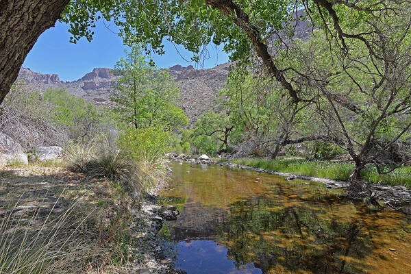 Tucson Art Print featuring the photograph Sabino Creek by Alan Lenk
