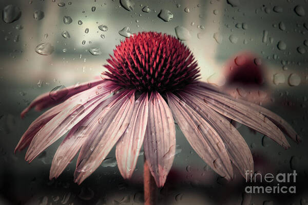 Flower Art Print featuring the photograph Sad Solitude by Aimelle Ml