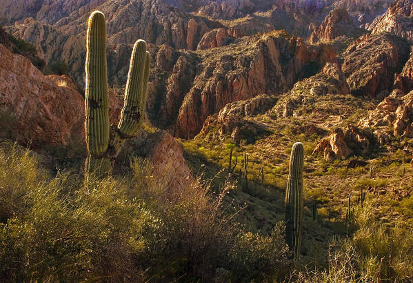 Cactus Art Print featuring the photograph Saguaro Cactus Hills by Dave Dilli