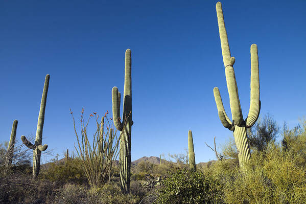 Saguaro Cactus Art Print featuring the photograph Saguaro Cactus near Tucson by Carol M Highsmith