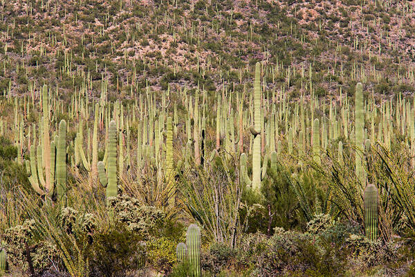 Saguaro National Park Art Print featuring the photograph Saguaro Colony by Steven Schwartzman