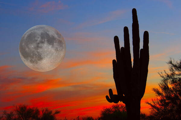 Sunrise Art Print featuring the photograph Saguaro Full Moon Sunset by James BO Insogna