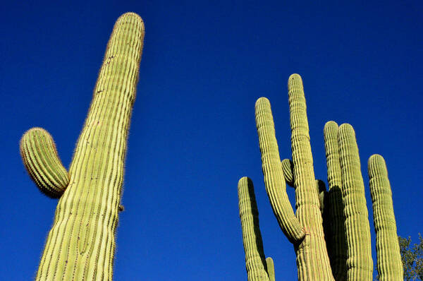 Saguaro Cactus Art Print featuring the photograph Saguaro National Forest Tucson AZ by Diane Lent
