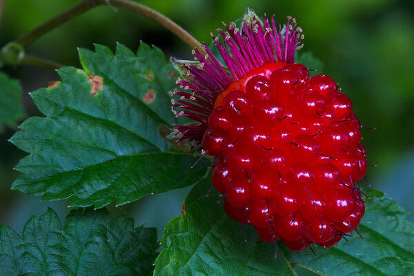 Berry Art Print featuring the photograph Salmonberry by Michael Russell