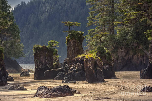 British Columbia Art Print featuring the photograph San Josef Bay by Carrie Cole