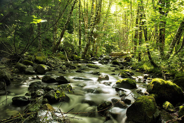 Stream Art Print featuring the photograph Sanctuary Stream by Belinda Greb