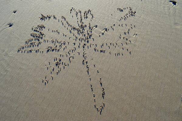 Beach Art Print featuring the photograph Natures Art - Dragonfly Sand Pattern by Jeremy Hall