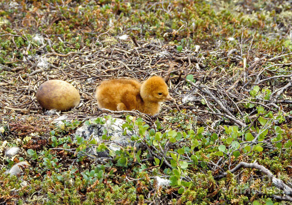 Birds Art Print featuring the photograph Sandhill Crane Chick by Steven Ralser