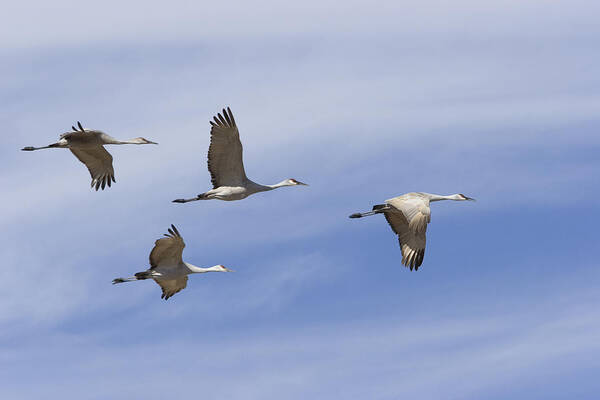 Bosque Del Apache Art Print featuring the photograph Sandhill Cranes Grus Canadensis Flying by Konrad Wothe