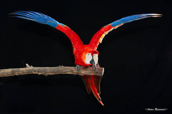 Parrot Art Print featuring the photograph Scarlet Macaw Y by Avian Resources