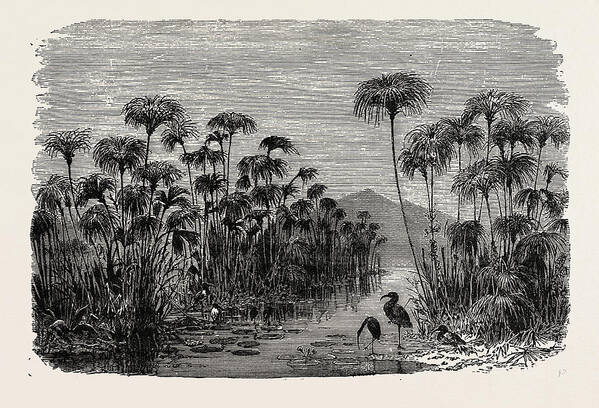 Scene Art Print featuring the drawing Scene On A Tributary Of The Nile Bulrushes by Litz Collection