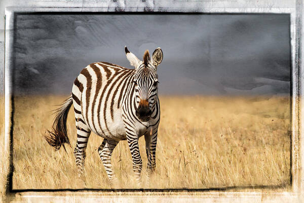 Africa Art Print featuring the photograph Scratched tin zebra by Mike Gaudaur
