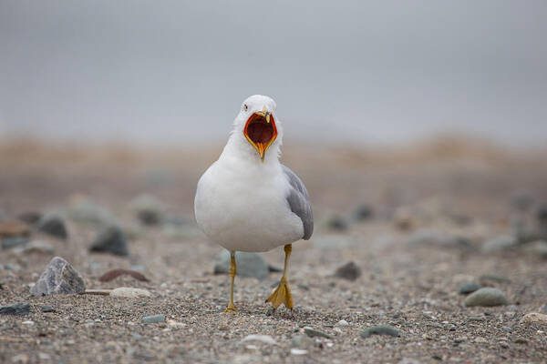 Screaming Seagull Art Print featuring the photograph Screaming Seagull by Karol Livote