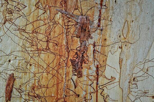 Trees Art Print featuring the photograph Scribbly Gum Art B by Peter Kneen