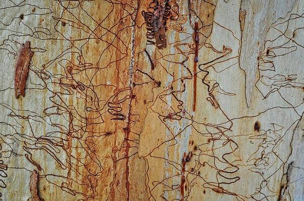 Trees Art Print featuring the photograph Scribbly Gum Art C by Peter Kneen
