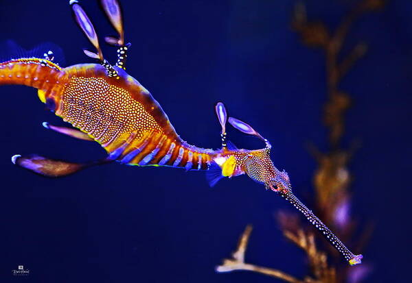 Sea Dragon Art Print featuring the photograph Sea Dragon by Russ Harris