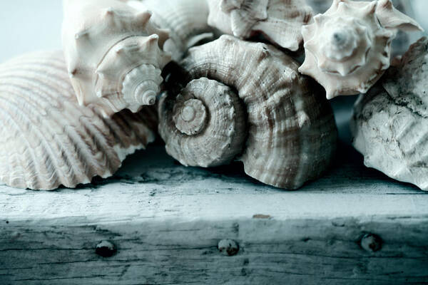 Sea Shells Art Print featuring the photograph Sea Gifts by Bonnie Bruno