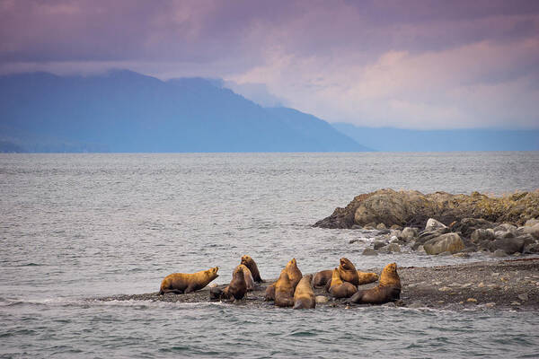 Sea Lions Art Print featuring the photograph Sea Lion Bulls by Janis Knight