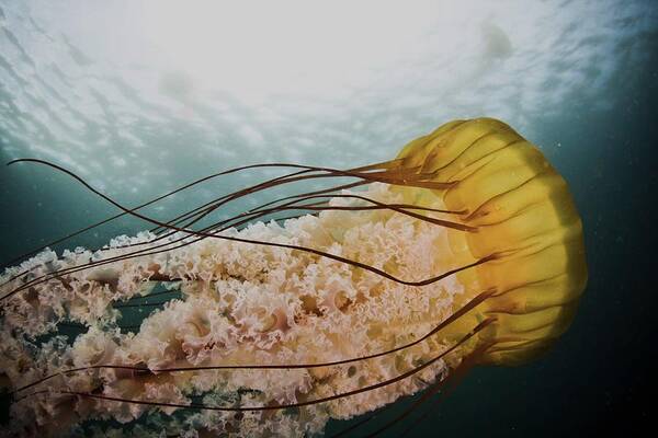 sea Nettle Jelly Jellyfish pacific Grove Ocean Underwater Coast Tentacles Floating Drifting Light Orange Pink Blue Wildlife Ruffle Monterey Bay Art Print featuring the photograph Sea Nettle by Scott Gabara by California Coastal Commission