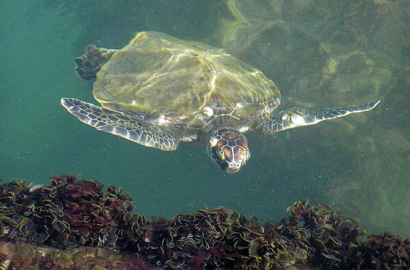 Ocean Art Print featuring the photograph Sea Turtle Cabbage by Adam Johnson