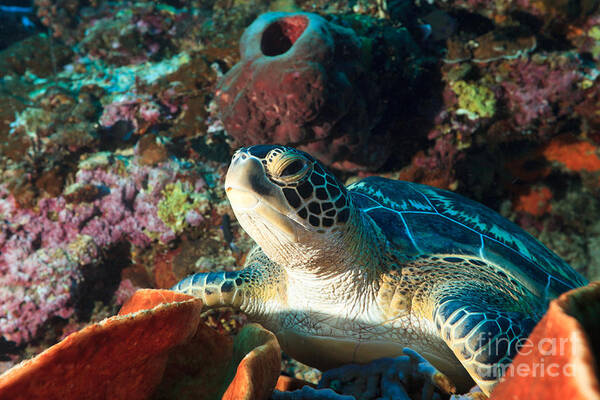 Turtle Art Print featuring the photograph Sea turtle by MotHaiBaPhoto Prints