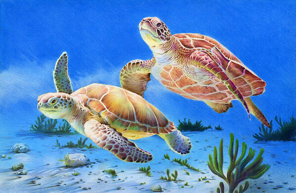 Turtles Art Print featuring the drawing Sea Turtles by Cheyenne Chen 12th grade by California Coastal Commission
