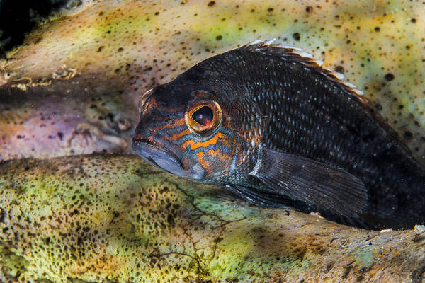 Sea Bass Art Print featuring the photograph Seabass in a Shell by Sandra Edwards