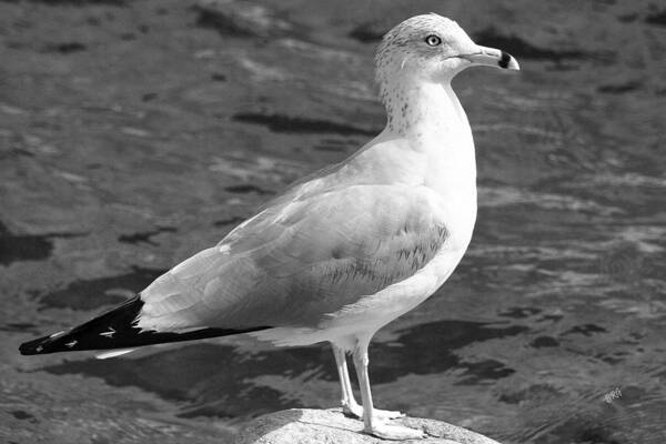 Bird Art Print featuring the photograph Seagull And Water In Black And White by Ben and Raisa Gertsberg