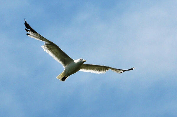 Seagull Art Print featuring the photograph Seagull by Dragan Kudjerski