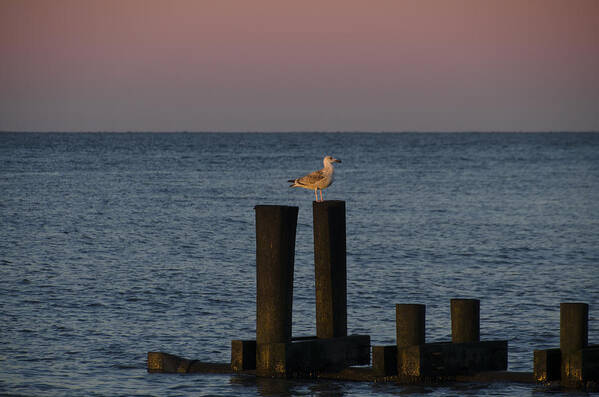 Seagull Art Print featuring the photograph Seagull Seascape by Bill Cannon
