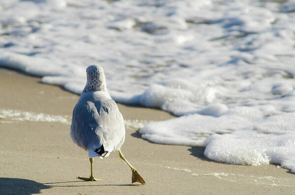 Water's Edge Art Print featuring the photograph Seagull Shuffle by Melissa Fague