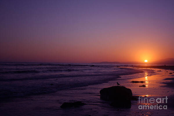 Seagull Art Print featuring the photograph Seagull Watching the Sunset Carpinteria State Beach by Ian Donley