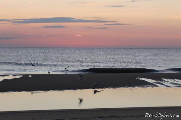 Animals Art Print featuring the photograph Seagulls Sea and Sunrise by Robert Banach