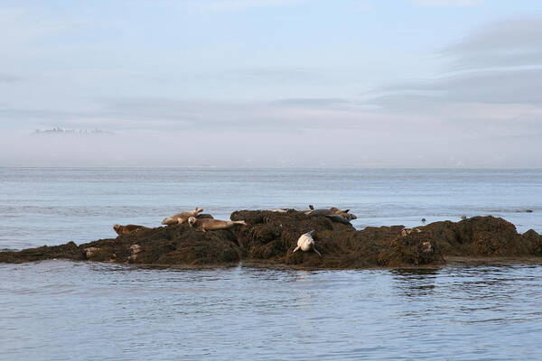 Seals Art Print featuring the photograph Seals on Island by Dr Carolyn Reinhart