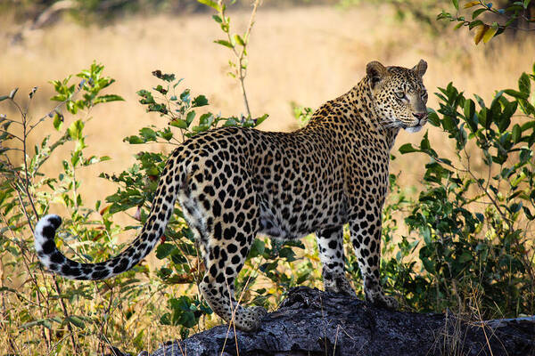 Leopard Art Print featuring the photograph Searching... by Christy Cox