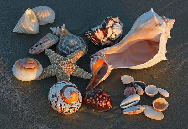 Sea Shells Art Print featuring the photograph Seashells at Sunset II by Suzanne Gaff