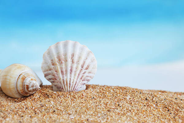 Animal Shell Art Print featuring the photograph Seashells by Creativeye99