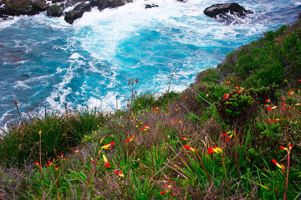 Pacific Ocean Art Print featuring the photograph Seaside Wildflowers by Kent Nancollas
