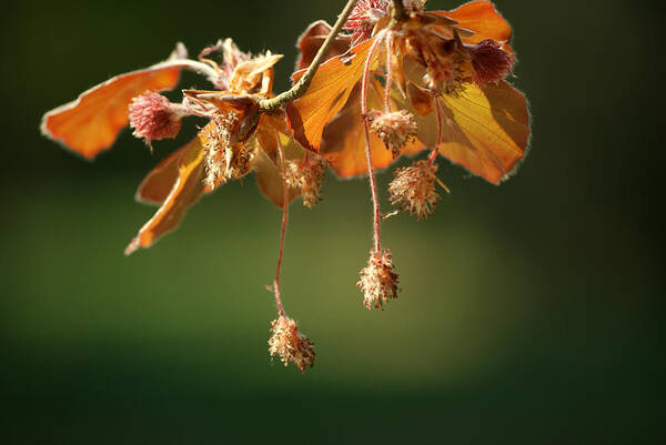 Spring Art Print featuring the photograph Seed from the beech by Jolly Van der Velden