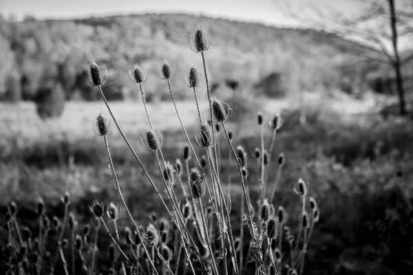 Seed Heads Art Print featuring the photograph Seed Heads Sussex County New Jersey Painted BW  by Rich Franco