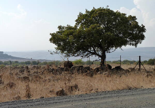 Tree Art Print featuring the photograph Sentinel of the Golan by Rita Adams